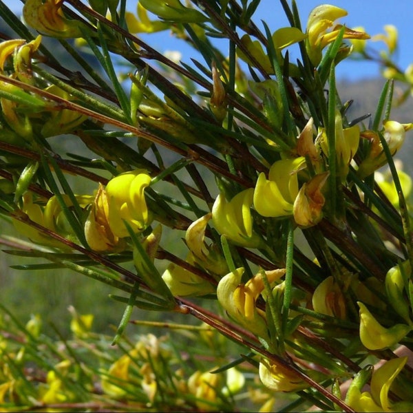 Aspalanthus Linearis Té Rooibos 3 semillas