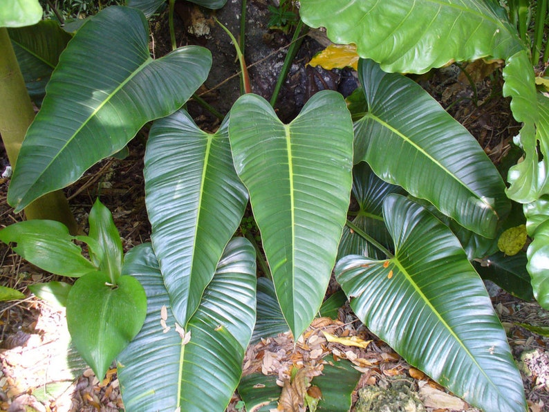 Philodendron Davidsonii Subsp.Bocatoranum 3 seeds image 1