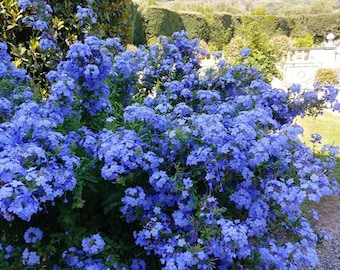 Plumbago Auriculata Cape Leadwort 5 seeds