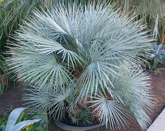 Chamaerops Humilis Var.Cerifera Blue Mediterranean Fan Palm 5 seeds