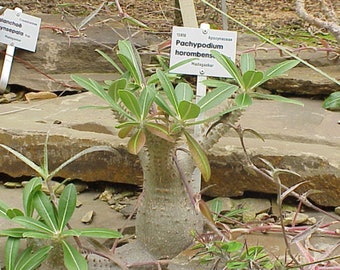 Pachypodium Horombense Dwarf Madagascar Palm 3 seeds