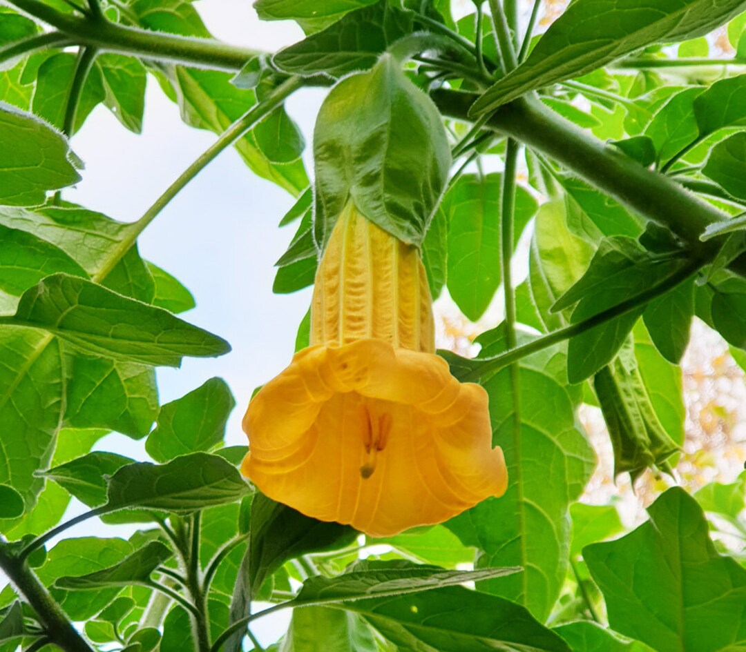 Brugmansia Sanguinea 'Aurea' Gelbe Engelstrompete Gelb Kalte Brugmansia