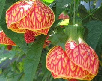 Abutilon Pictum Callianthe Picta 5 semillas