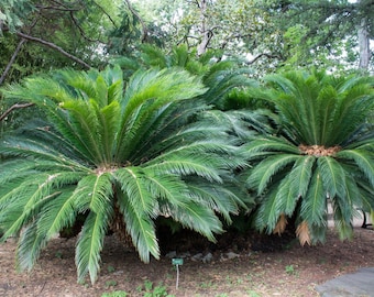 Cycas Revoluta King Sago 1 seed