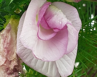 Clitoria Ternatea Double Pink Flower Butterfly Pea 5 seeds