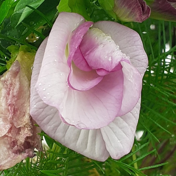 Clitoria Ternatea Double Pink Flower Butterfly Pea 5 seeds