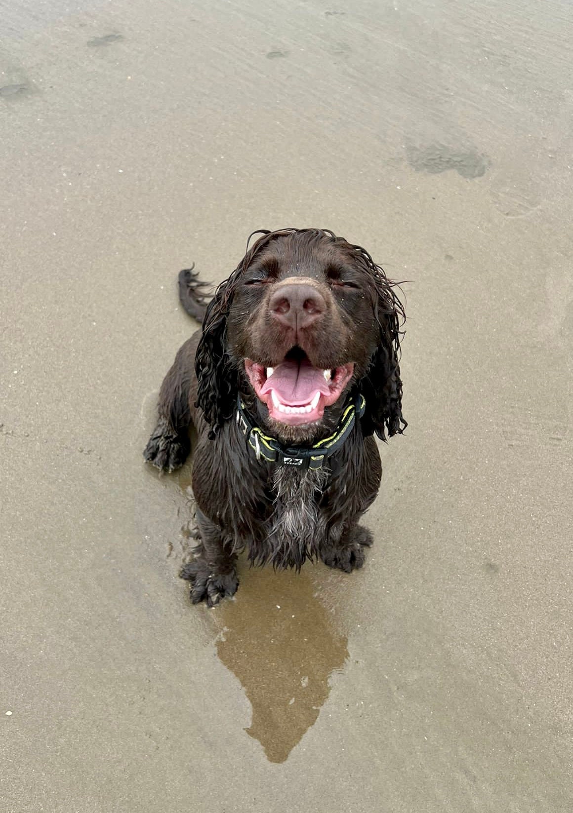 Smiling Cocker Spaniel Print