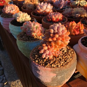 以下が含まれることがあります： カラフルにペイントされた鉢に入った多肉植物のコレクション。多肉植物は緑、ピンク、オレンジの様々な色合いをしています。鉢は様々な模様と色で飾られています。