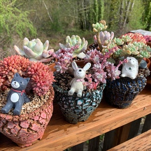 以下が含まれることがあります： 様々な色と質感の多肉植物が、小さく装飾的な鉢に植えられています。鉢はひび割れた質感のあるセラミック製で、ピンク、ブルー、ブラウンなど様々な色があります。多肉植物は木製の棚に一列に並んでいます。猫、ウサギ、ハリネズミの小さな装飾的な置物もあります。