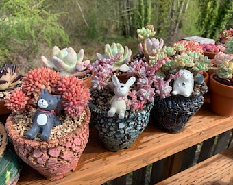 Puede incluir: Una colección de suculentas de varios colores y texturas, plantadas en macetas pequeñas y decorativas. Las macetas están hechas de cerámica craquelada y texturizada y presentan una variedad de colores, incluyendo rosa, azul y marrón. Las suculentas están dispuestas en una fila en un estante de madera. También hay pequeñas figuritas decorativas de un gato, un conejo y un erizo.
