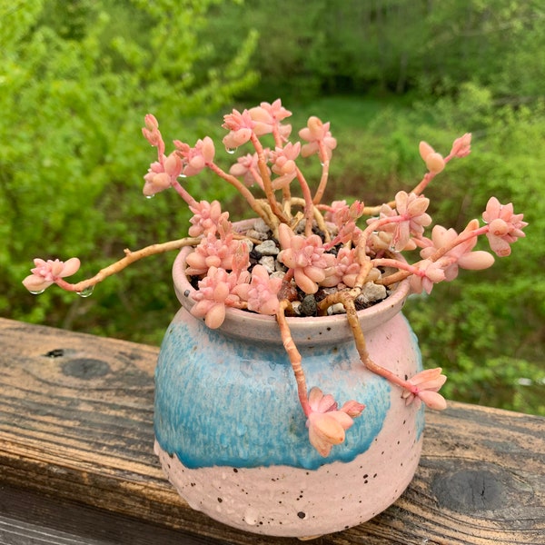 4 inch & 3 inch Handmade Milk Jug Ceramic/Clay indoor/outdoor Succulent Planter/Pot 4 colors available!