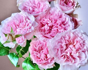 Rose “dark X-pression”黑暗爆炸 Cut Rose Live Shrub Pla