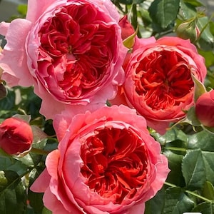 il_300x300.4828982325_ixax.jpg