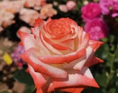 Artikel aus diesem Shop