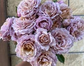 Artikel aus diesem Shop