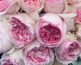 Mon Coeur 我的心モン クゥール Fragrance. Japanese Rose Continue