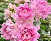 Artikel från den här butiken