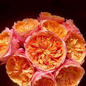 Rose "Victorian Secrets"维多利亚的秘密 Roses Cut Flower Live Shrub Plant, Ownroot 1 Gallon