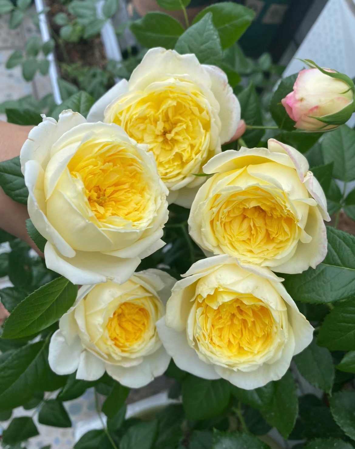 JessiesRoseUSA - Etsy