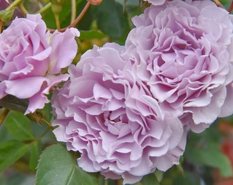 Rose ”libellula “ ターンブルー蜻蜓 Japanese Ruffle Lace