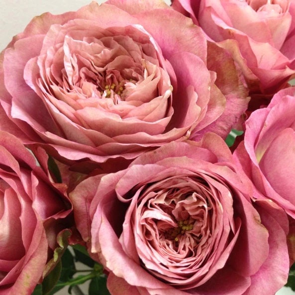 ROSE☆ROSE Alpha Xi Delta - Pink Roses, 40cm – Flowers For Fundraising