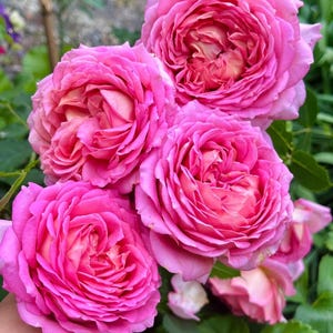 Rosa “Aushunter”, rosal inglés arbustivo de raíz propia, 2 galones.