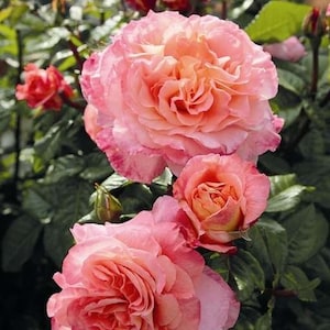 ROSE　クルユア il_300x300.5613210339_329l.jpg