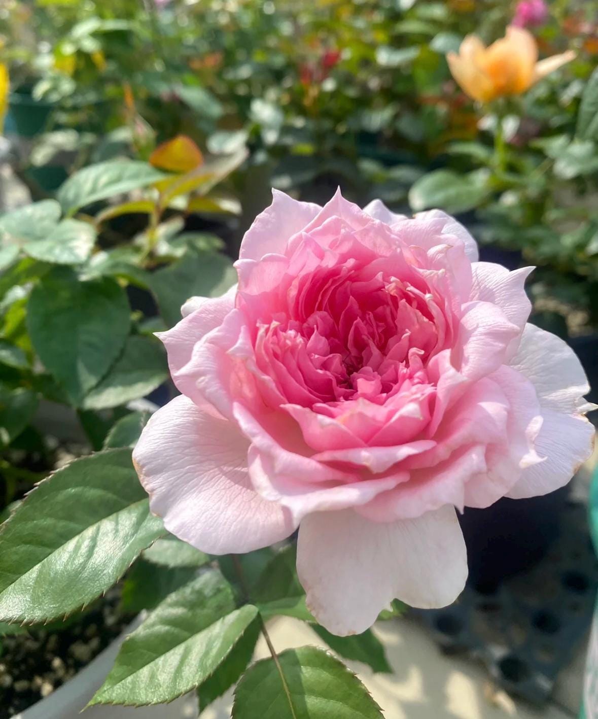 Rose“ajourée