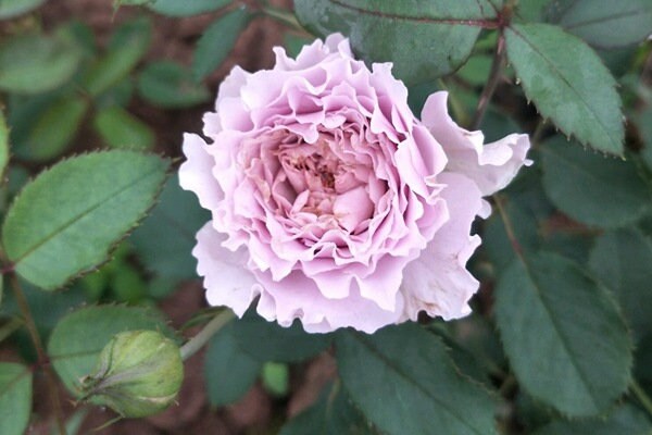 Rose ”libellula “ ターンブルー蜻蜓 Japanese Ruffle Lace