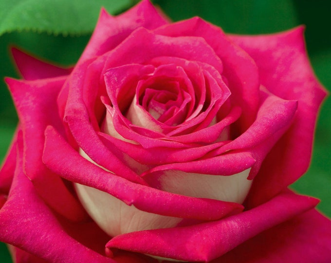 Rose ”monica Bellucci“莫妮卡贝鲁奇 Live Plant, 1 Gallon Ownroot - Etsy