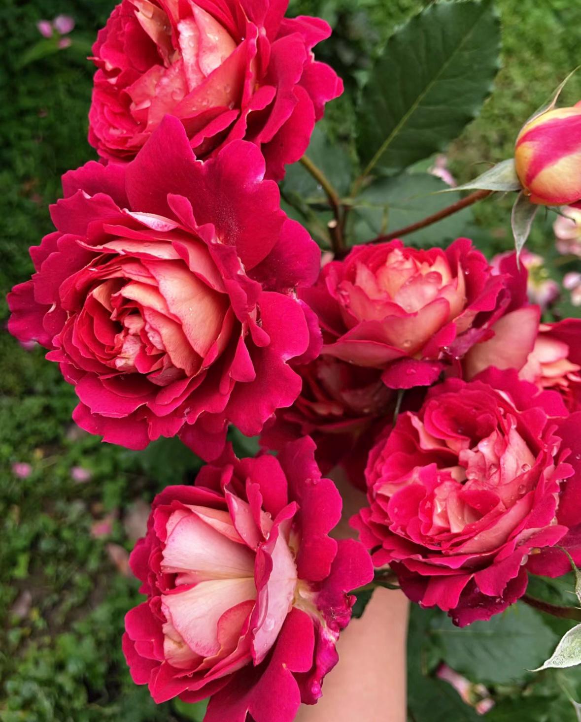 JessiesRoseUSA - Etsy