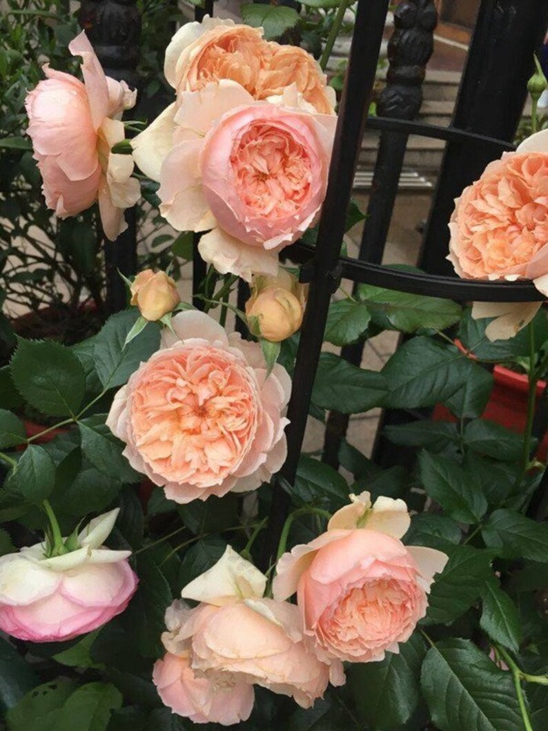 Masora 真宙 Rare Japanese Rose Live Plant 2 Gallon - Etsy