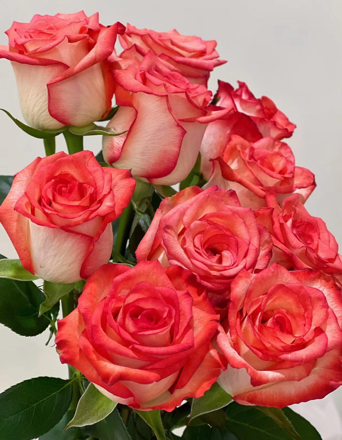 Rose "Yashika“雅西卡 Roses Cut Flower Live Shrub Plant, Ownroot 1 Gallon