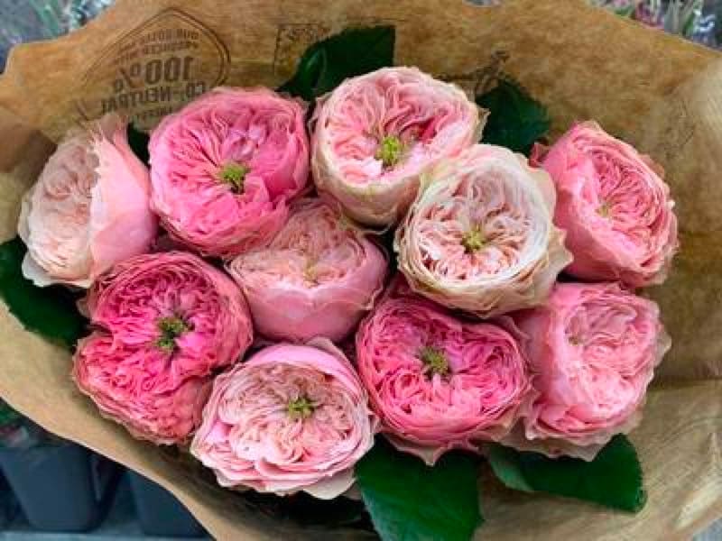 切り花品種バラ苗　レアバラ 1歳 NORTHANGER ABBE♡ Rose 切り花品種バラ苗レアバラ 1歳 NORTHANGER ABBE♡ Rose