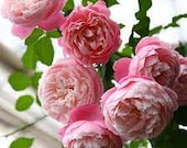 Artikel aus diesem Shop