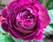 Artikel från den här butiken