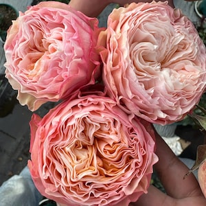 Rose “Mikira&quot; Florist Rose Live Plant