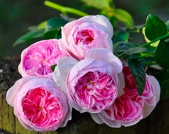 Mon Coeur 我的心モン クゥール Fragrance. Japanese Rose Continue