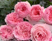 Articolo da questo negozio