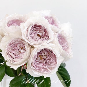Rose “Milky Pearl”珍珠牛奶Japanese Rose Live Plant, Ownroot 6 inch