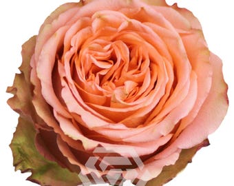 Rose “Country Home"  Live Plant Ownroot 6 inch