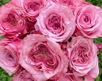 JessiesRoseUSA - Etsy
