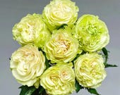 Artikel aus diesem Shop