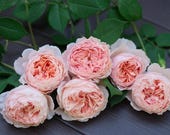 Artikel aus diesem Shop