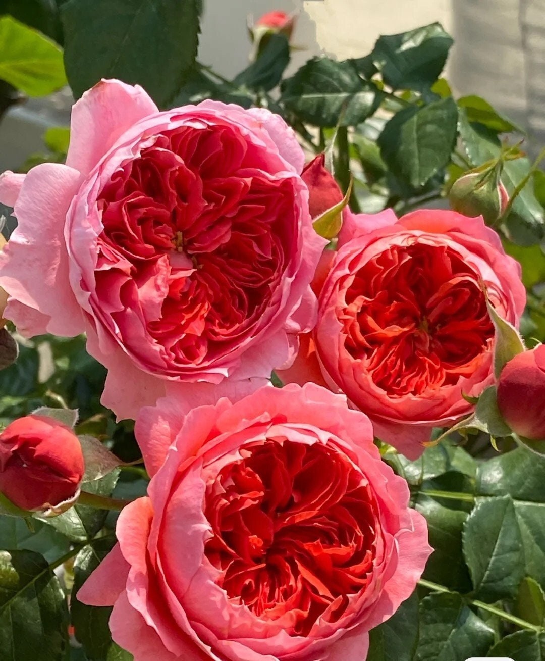 コールポート☆バラ柄の大きなシュガーボウル☆COAL POAT 薔薇 ローズ