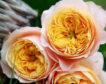 №656 ラビアンローズ（黄色い薔薇)　天然シーグラスアート　ヒーリングアート 白い薔薇3 シーグラス／天然石／フレームアート／バラ／フラワー