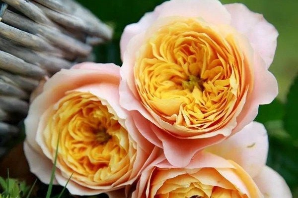 №656 ラビアンローズ（黄色い薔薇)　天然シーグラスアート　ヒーリングアート №656 ラビアンローズ（黄色い薔薇) 天然シーグラスアート