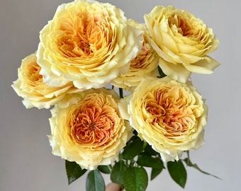 Rose “Caramel Antike” 焦糖古董 Live Shrub Plant Ownroot, 6 inch