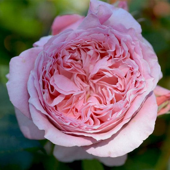 Rose “anne-sophie Pic”安索菲比克 Rose Live Plant Ownroot, 1