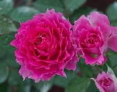 Artikel från den här butiken